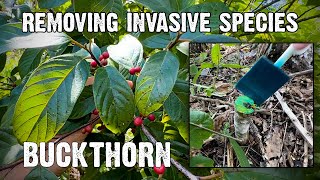 Improving Whitetail Habitat by Controlling Invasive Species  Buckthorn [upl. by Annoet]