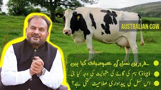 Friesian Cow Farming in Pakistan  Dairy Farming in Pakistan  Shahbaz Rasool [upl. by Eirrahs921]