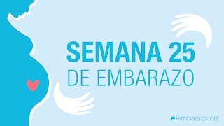 Semana 25 de embarazo  25 semanas de embarazo  El embarazo semana a semana [upl. by Diego]