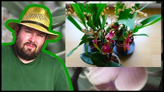 Orchideen online bestellen  Ein Test  Flol [upl. by Reinertson286]