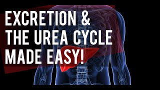 The Urea Cycle Made Easy [upl. by Gershom845]