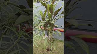 Cordyline fruticosa Dracaena Ti plant ornamental Decorativelandscaping airpurifying [upl. by Hettie]