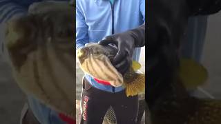 Puffer fishes suffering from thisfacts interstingfactsintelugu 🐟🦈 facts amazingfacts [upl. by Gareri]