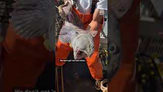 Fishermen Catch Rare Wolffish in Maine 👀 [upl. by Hadihahs462]