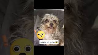 Peluquería Canina viralvideo pets amorperruno youtubeshorts mascotas doglove amorcanino [upl. by Hennie]