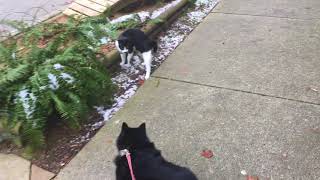 Schipperke Dog Attacked by Evil Nemesis Kitten [upl. by Hewe]