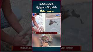 iSmart News  కాపాడిన మనిషికి కృతజ్ఞతలు చెప్పేందుకు కోతుల ఆరాటం  TV9 [upl. by Laise]