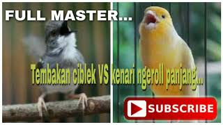 Ciblek ngebren vs kenari ngerol panjang [upl. by Welby]