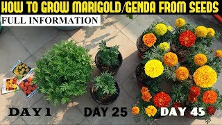 How To Grow Marigold From Seeds With Full Updates [upl. by Aelgna490]