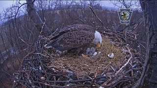 Community bands together to keep popular Hanover eagles nest live camera working [upl. by Ocsecnarf231]