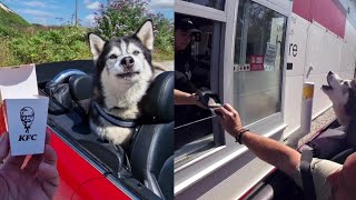 Embarrassing Husky at the KFC Drive Thru [upl. by Nosemaj960]