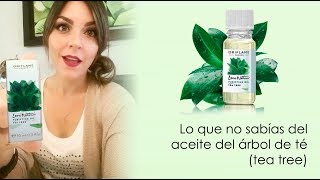 Lo que no sabías del aceite del árbol de té tea tree [upl. by Znieh]