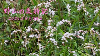 野山の歳時記 秋風が吹き 咲き始めた花 2024年9月29日 [upl. by Esylle]