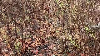 Covey of bobwhite quail second sighting afternoon of November 21 2020 [upl. by Wernher748]