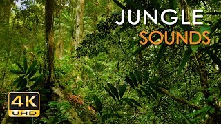 4K Jungle Sounds  Exotic Birds Singing  Tropical Forest  Relaxing Nature Video  Ultra HD  2160p [upl. by Bria258]