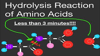 Biochemistry Hydrolysis of Amino Acids UNDER 3 MINUTES [upl. by Marion]