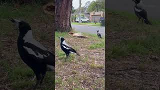 Baby Magpies Cheeky and Molly are always hungry [upl. by Yvad343]