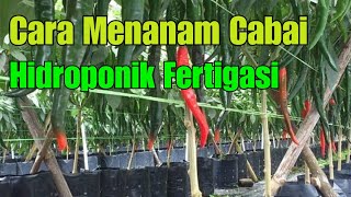 Cara menanam cabe hidroponik fertigasi mudah dan efisien [upl. by Luedtke366]