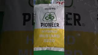 Hybrid mustard seeds pioneer 45s46 best production best quality and oil percentage mustardseeds [upl. by Ahseiyk297]