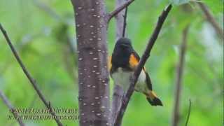 American Redstart in Maine [upl. by Mintz]