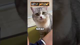 Жизненный урок для кота 🐈🐈 животные милыеживотные [upl. by Mathi]