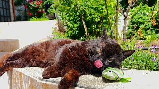 My Cats Reaction To A Catnip Toy [upl. by Dougall803]