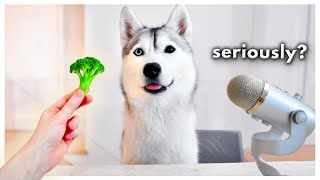 Funny Husky Reviews Food  Skaya Taste Test SKAYASMR [upl. by Neville932]