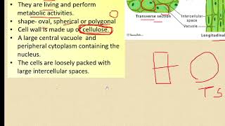 class 9 simple permanent tissues [upl. by Mala]