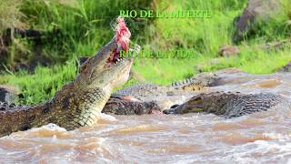 TERRIBLES ATAQUES DE COCODRILOS EN EL RIO MARA [upl. by Lirbaj]