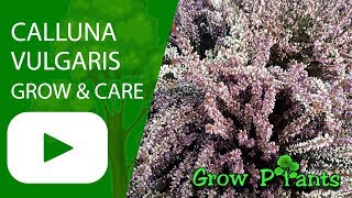 Calluna vulgaris  grow amp care [upl. by Aihsekal]