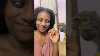 എന്റെ കുഞ്ഞപ്പൻ🐿🥰squirrel petlove incredible love ichappeetheworld ichappi trendingshorts [upl. by Pacorro]