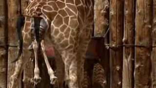 Giraffe Birth At Zoo Caught On Tape [upl. by Ruvolo]