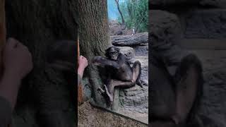 playing with the bonobo monkey at Cincinnati Zoo [upl. by Eidlog]