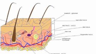 Merkel cells [upl. by Tadd]