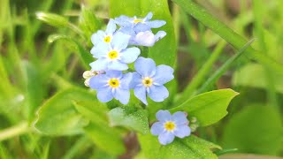 Floare de NUMAUITA  Myosotis [upl. by Horwitz]