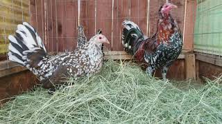 Spangled Mcleans Gamefowl Pens Gallos Finos  Roosters [upl. by Noelani]