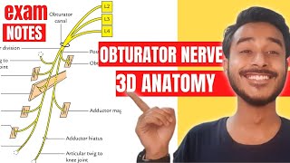 Obturator Nerve Anatomy 3D  obturator nerve course anatomy  obturator nerve branches anatomy [upl. by Pfosi]