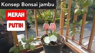 Program BOnSai Jambu MERAH PUTIH [upl. by Abijah]