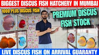 Biggest Discus Fish Hatchery In Mumbai  Premium Grade Discus Fish Stock  Ace Discus Hatchery [upl. by Anaili]