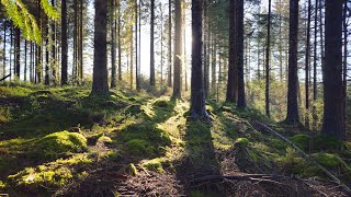 Hindhope Waterfall Walk in Kielder Forest Northumberland [upl. by Dud159]