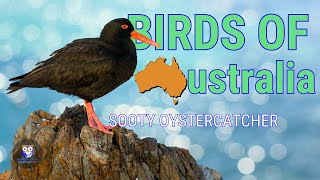 Birds Of Australia  The Adorable Sooty Oystercatcher [upl. by Jemimah]