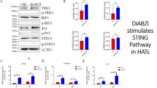 DiaBZl stimulates sting signaling pathways in High Affinity engineered T cells HATs Code 701 [upl. by Asilav762]