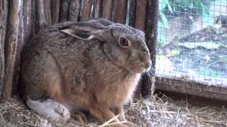 Brown Hare eating caecotrophs  coprophagy [upl. by Eindys]