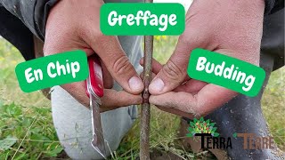 Greffe en Chip Budding  Greffage en Avril du Kaki [upl. by Aric]