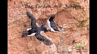 Der Tordalk mit Jungem [upl. by Ierdna]