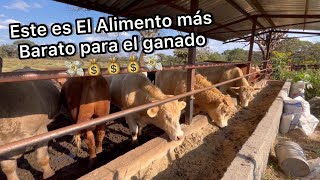 EL ALIMENTO MAS BARATO PARA ENGORDAR GANADO Y VACAS DE CRIADERO rancho la soledad [upl. by Juli538]