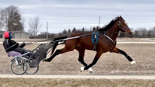 Own A Standardbred Two Year Old Harness Racing Training Day [upl. by Davis948]