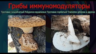 Грибы иммуномодуляторы Трутовик чешуйчатый Polyporus squamosus Трутовик горбатый Trametes gibbosa [upl. by Nnaesor]