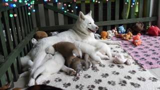 akita inu puppies and cat [upl. by Cozza]