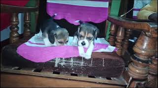 beagle puppies for sale in delhi ncr  7428876405 [upl. by Leopold]